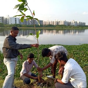 Tree Sapling Plantation