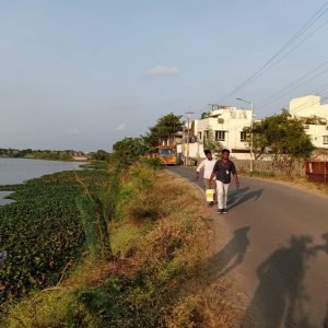 Tree Sapling Plantation