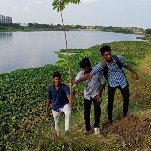 Tree Sapling Plantation