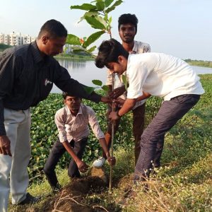 Tree Sapling Plantation