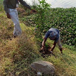 Tree Sapling Plantation