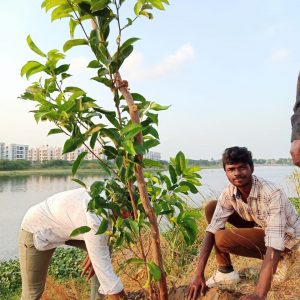 Tree Sapling Plantation